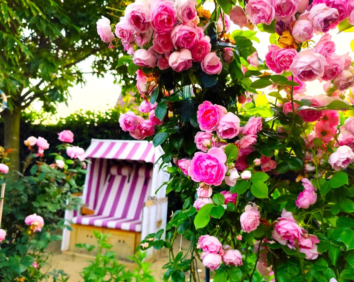 Gartenstelle 1 — nachher: Rosen und Strandkorb