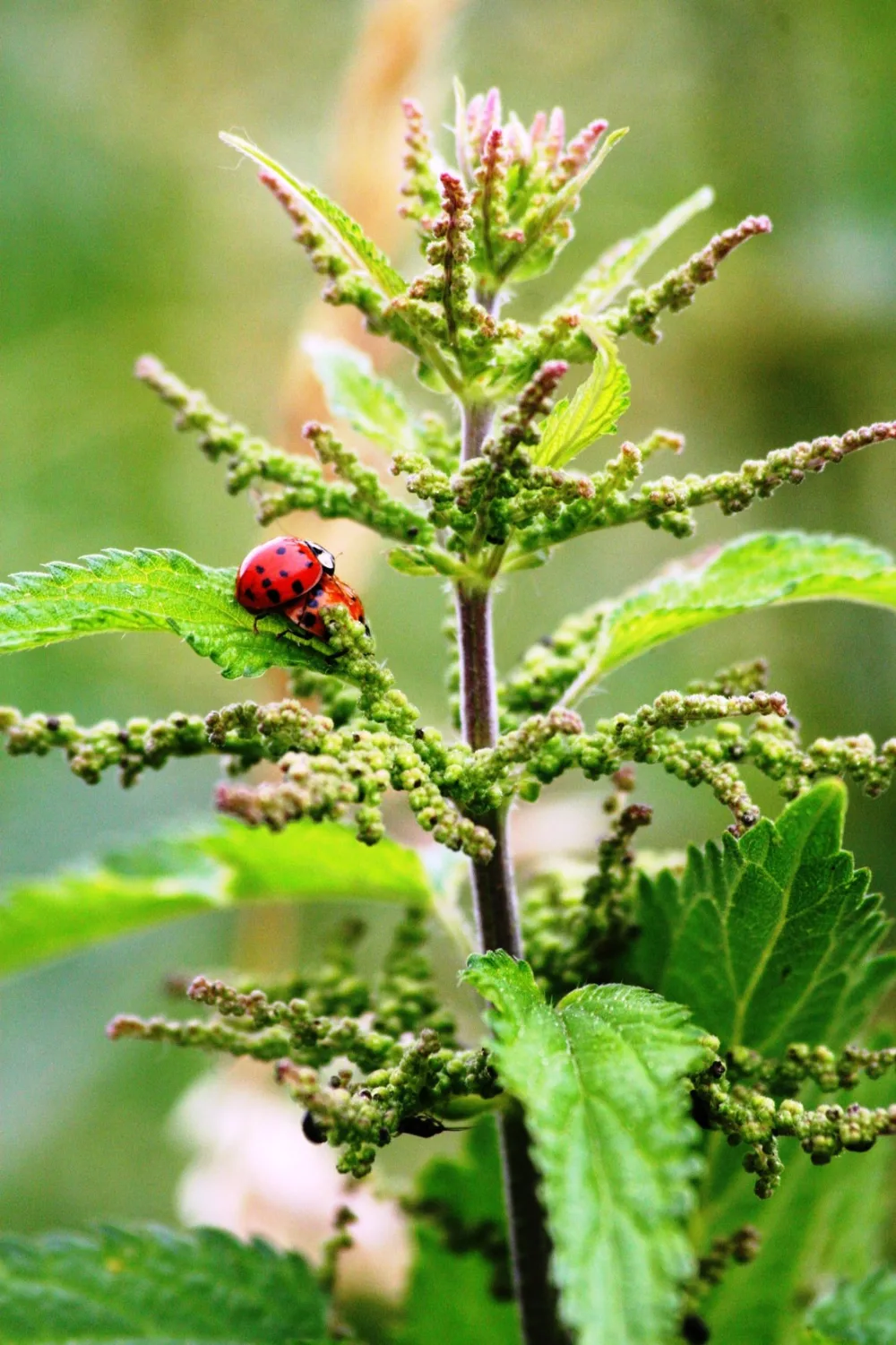 Brennnessel mit zwei Marienkäfern im Waldgarten