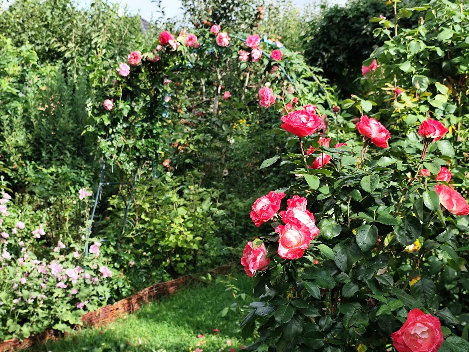 Rosenbogen mit rosa Kletterrosen und rot-weißen Rosen im Waldgarten