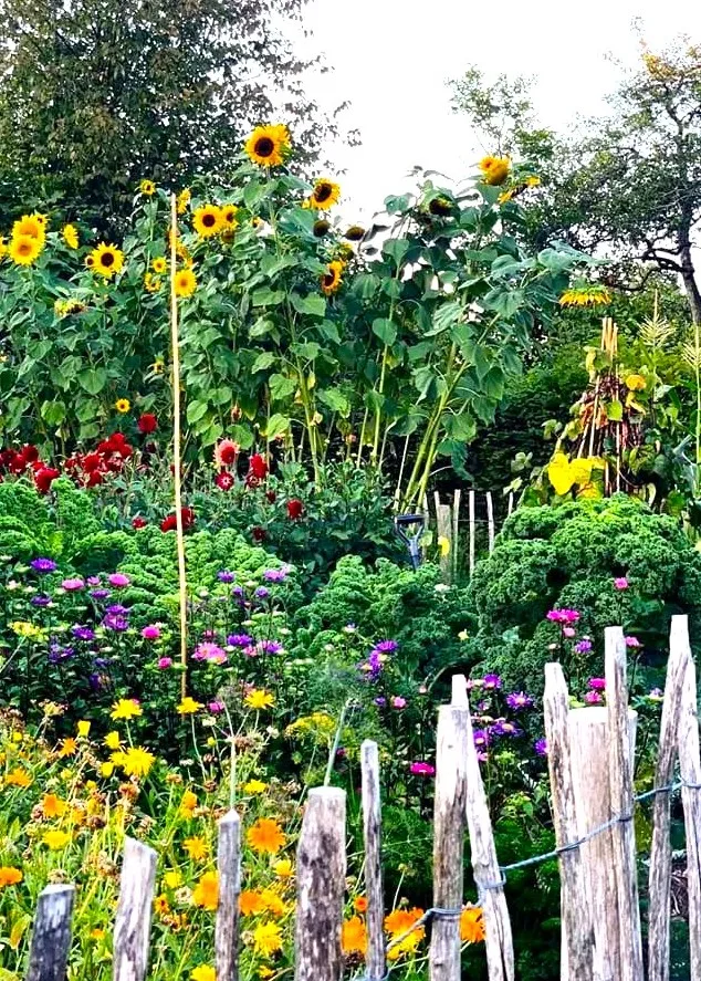 Üppiger Waldgarten mit Sonnenblumen, Dahlien und Blumenbeeten hinter dem Staketenzaun