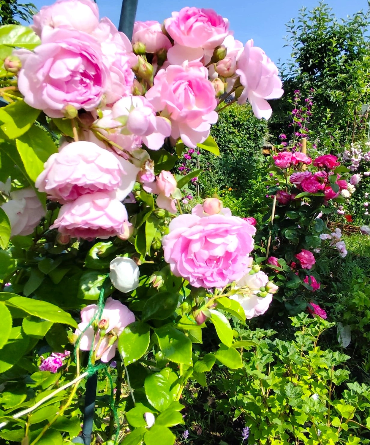 Naturwerkstatt - Kräuter