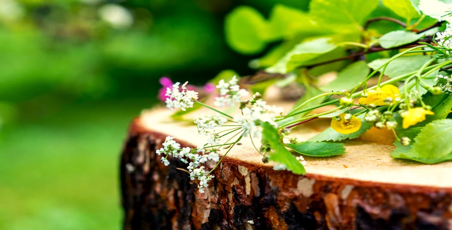 Naturwerkstatt - Blumen und Pflanzen
